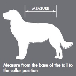 VizLite Measurement Guide
